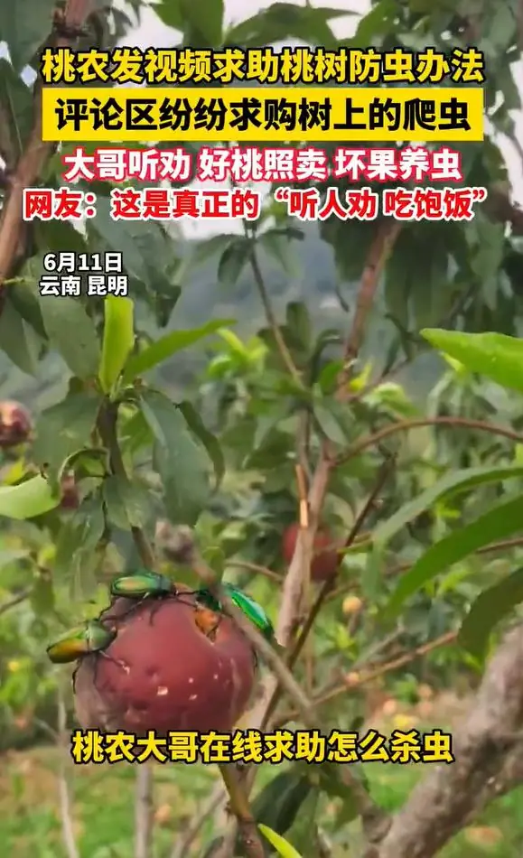 商家晒桃子生虫意外引来爬虫爱好者!解锁全新副业!