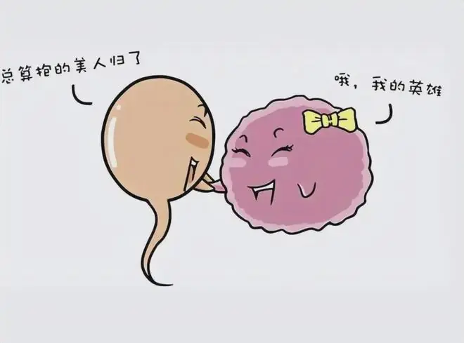 深度科普：人类卵子体积是精子的千万倍，还会主动选择心仪的精子