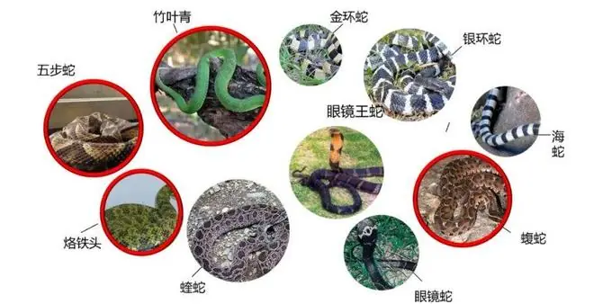 国内目前危害较大的毒蛇种类 图源:华西第四医院