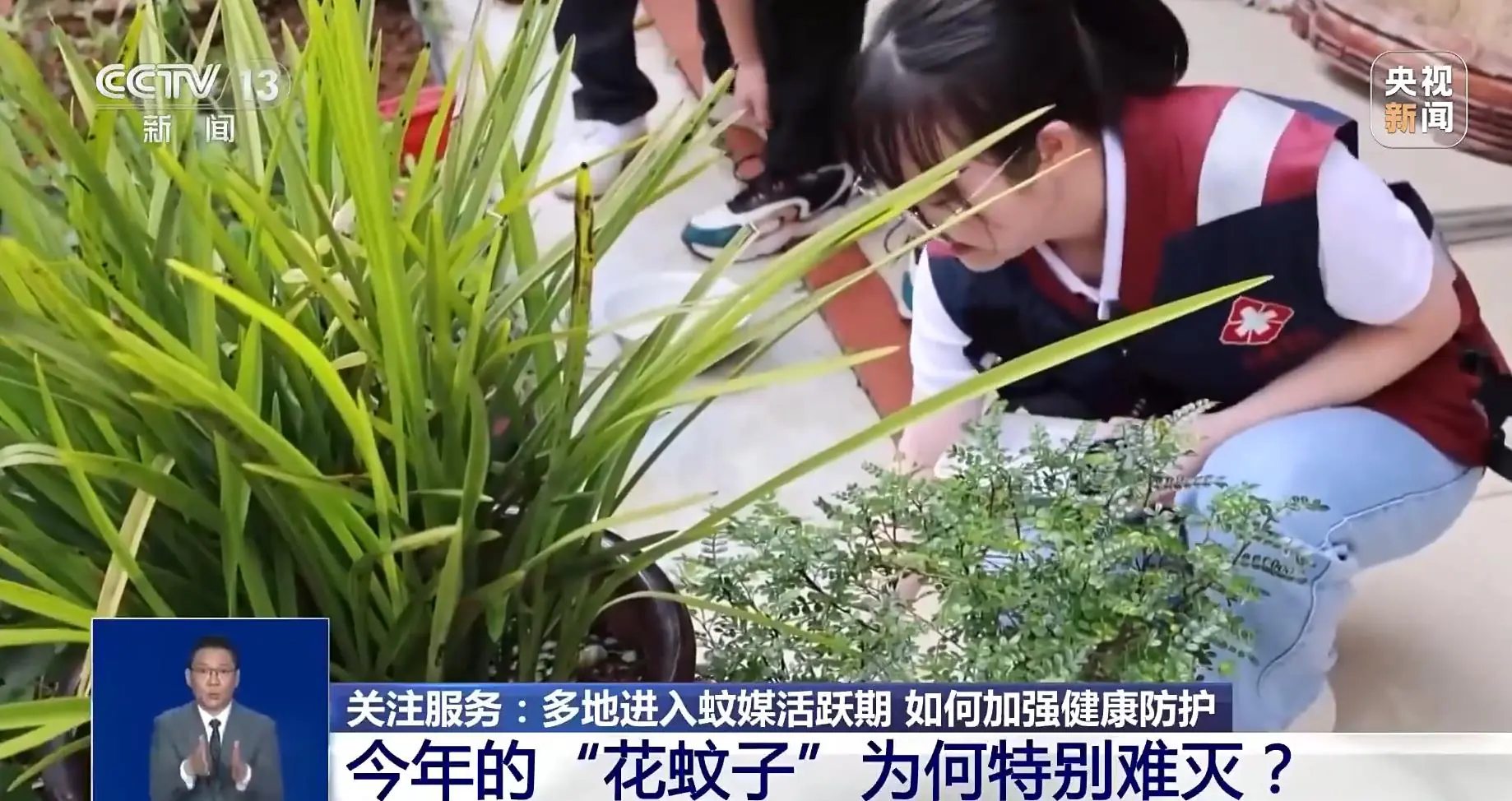 越来越难杀!花蚊子已有了耐药性 多款杀虫剂效果减弱
