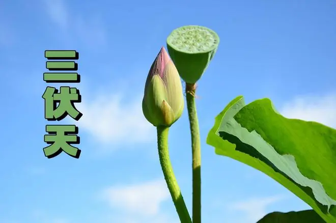 “早入伏,凉飕飕;晚入伏,热死牛”,7月15日入伏,是早还是晚
