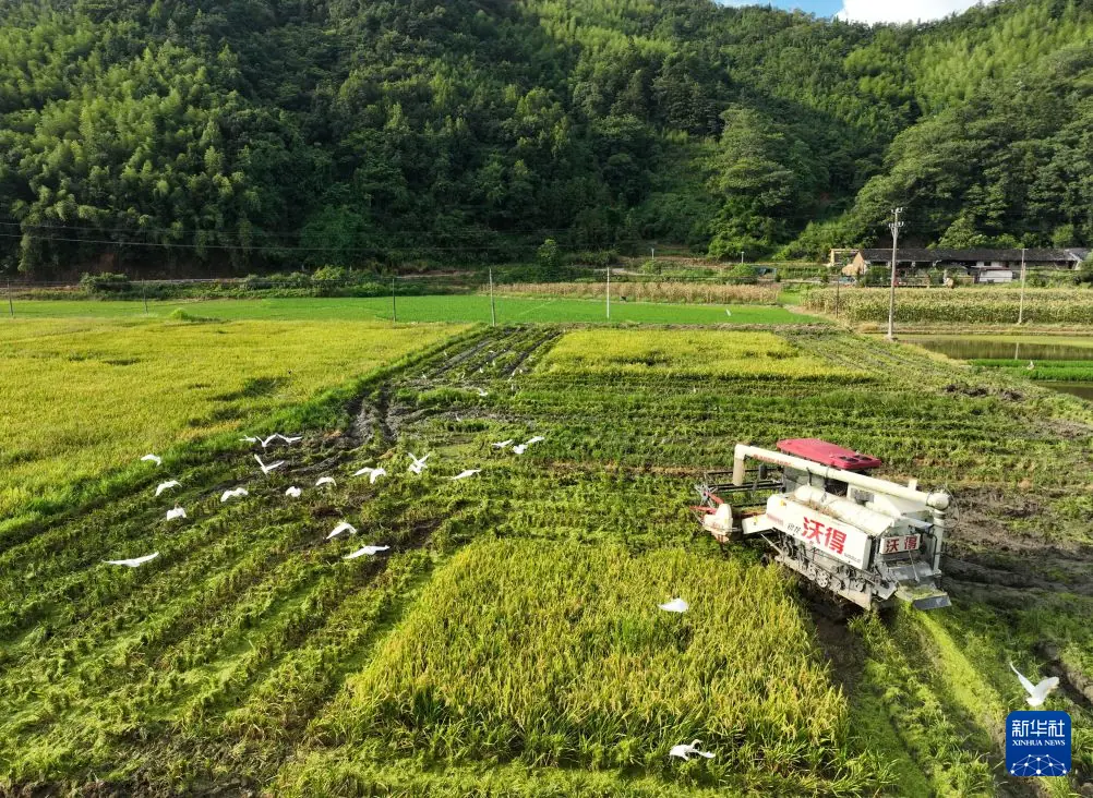 福建建瓯:种粮大户抢收早稻