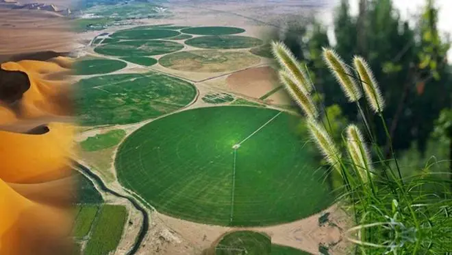 沙漠土壤化是大发明还是伪科学?美国专家认为:沙漠植树弊大于利